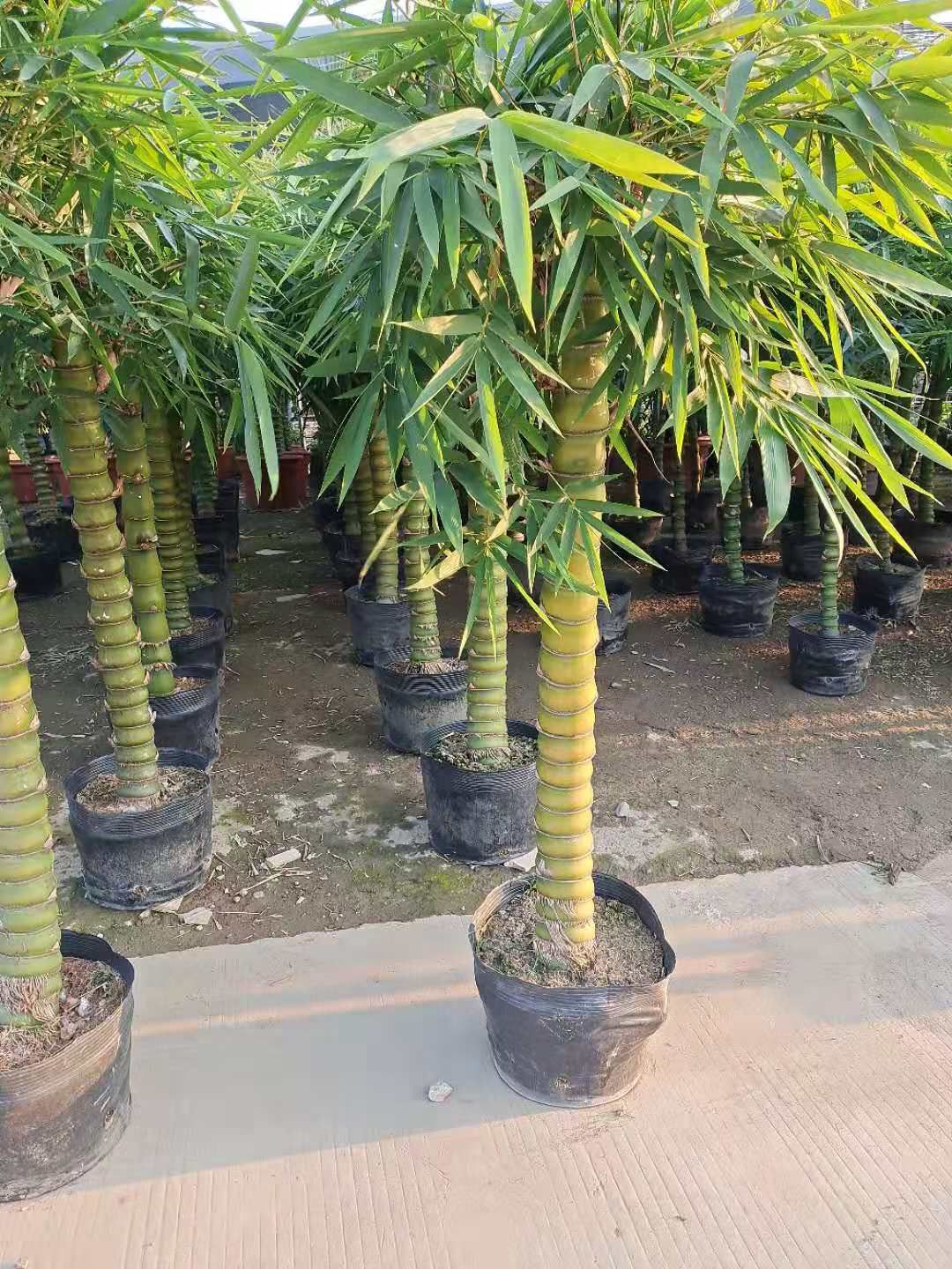 青皮竹 基地直销竹苗，紫竹，青竹，淡竹，早园竹，金镶玉，黄金竹，黄槽