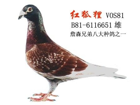 沭阳县赛鸽  全是正品子代！以詹森系为主血！