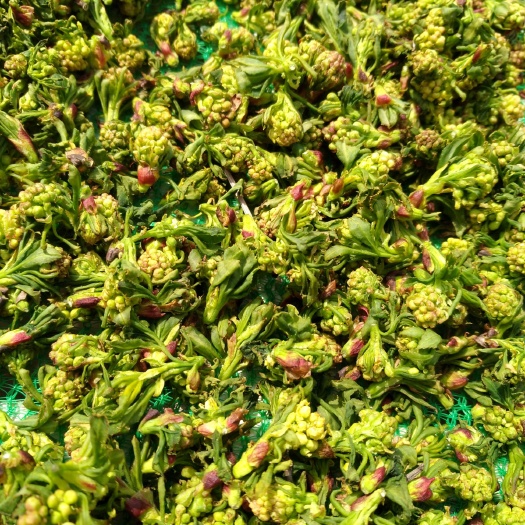 大悟县大悟县珍珠花菜