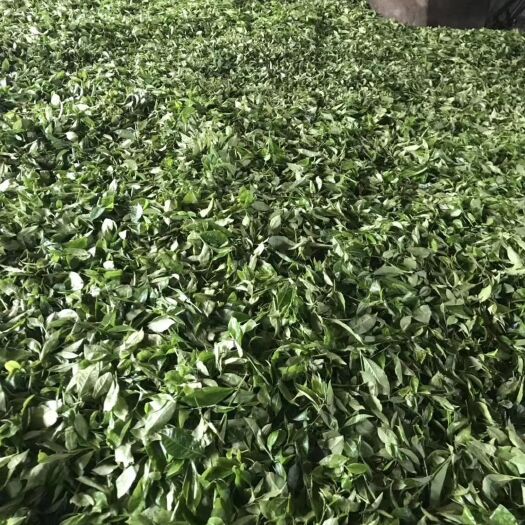 麻栗坡县 来自越南山区绿茶
