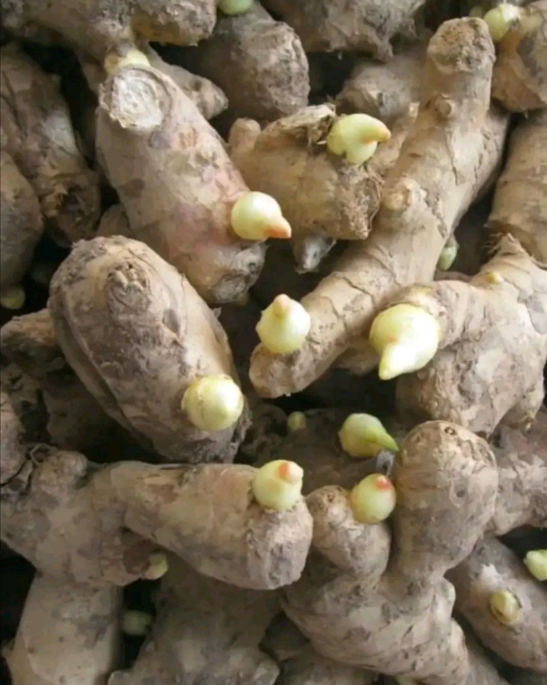 浙江大黄姜【368脱毒姜种】小黄姜 产地直供 专业技术指导