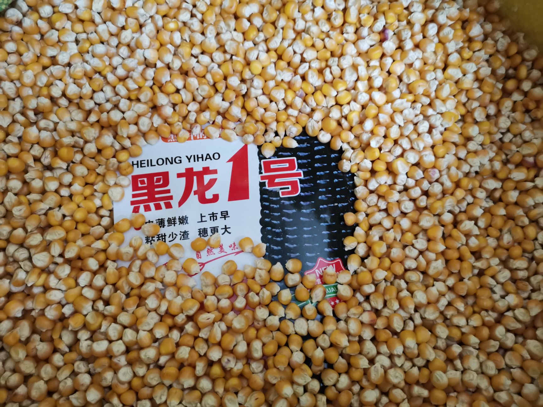 杂交黑龙1号甜糯可口穗大行多全国种植易管理