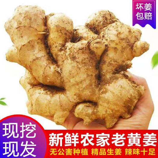 潍坊【现挖现发】山东生姜大黄姜老姜小黄肉姜食用月子姜新鲜蔬菜包邮