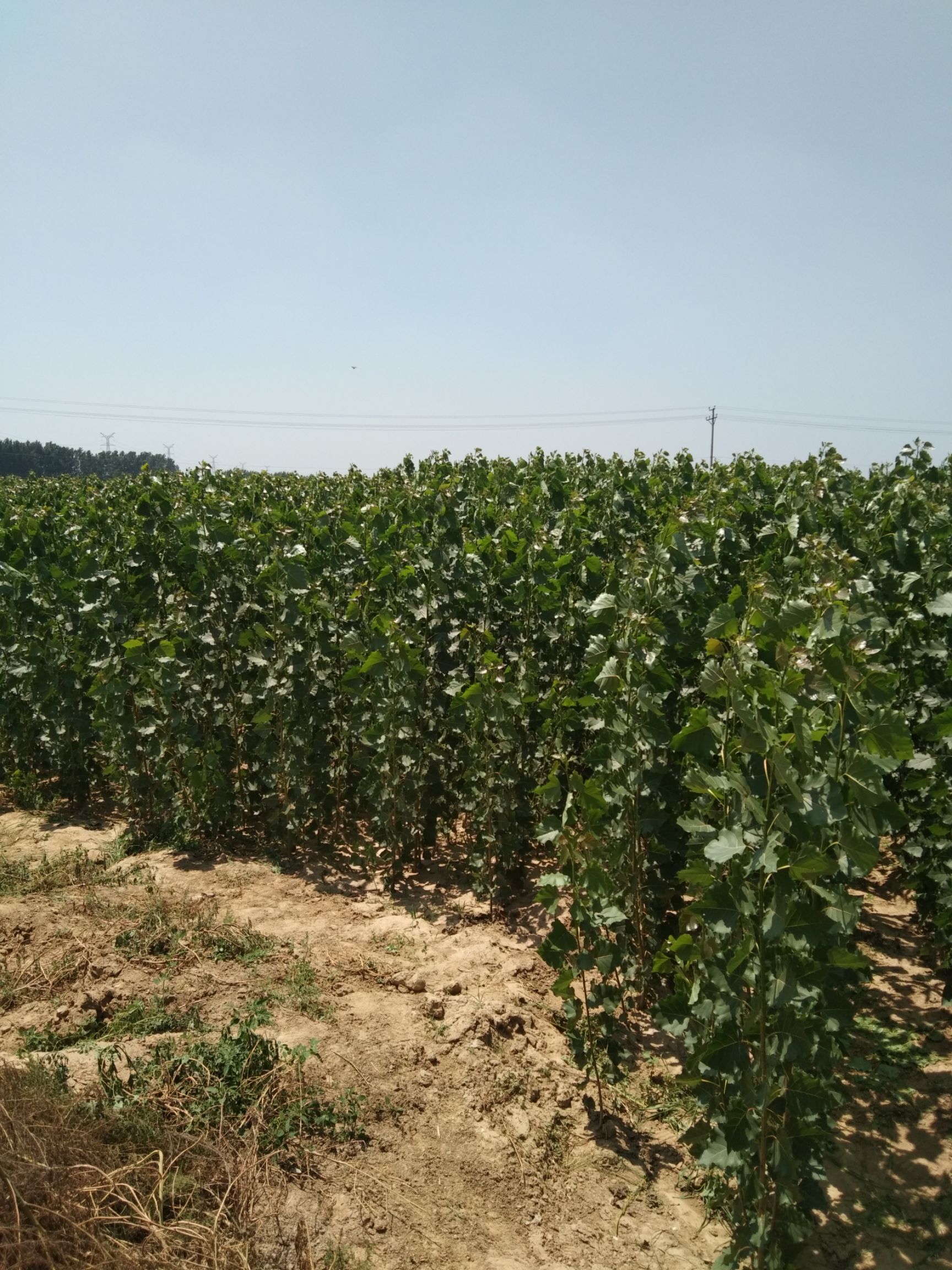 107速生杨 速生杨107大量出售各种规格山东临清杨树苗基地