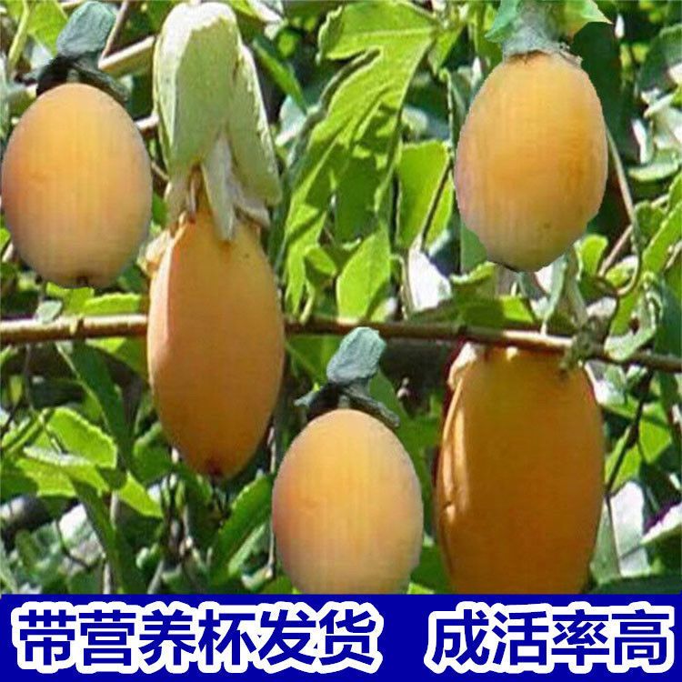 金蜜百香果苗1个2斤重爬藤带土满天星黄金百香果苗香蕉百香