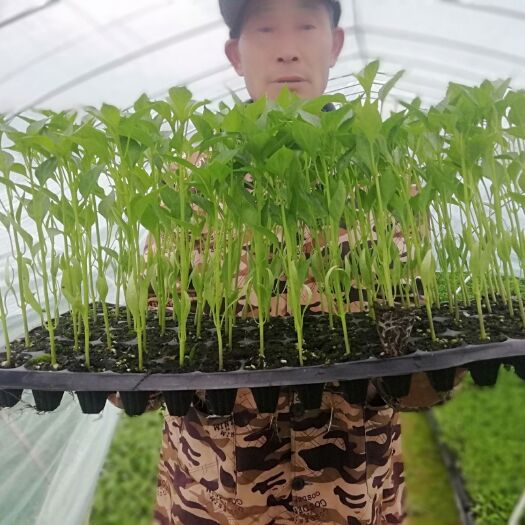 邵阳县线椒苗 10～14片真叶