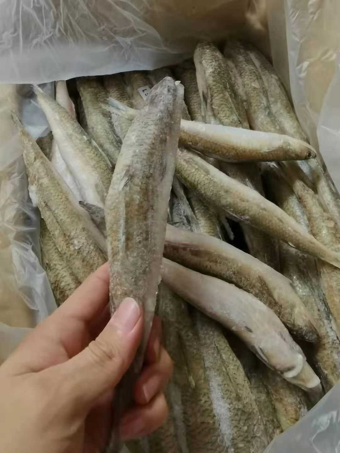 龙头鱼 九母鱼 狗母鱼 大量批发 福州发货 质量保证