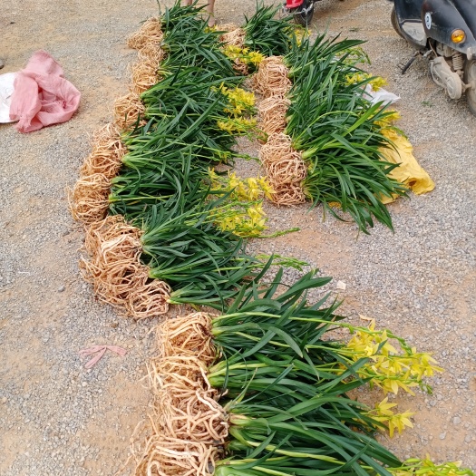 南靖县绿翡翠兰花苗黄色浓香杂交兰 盆栽绿植室兰草带花苞