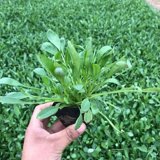 青州市金鸡菊苗 