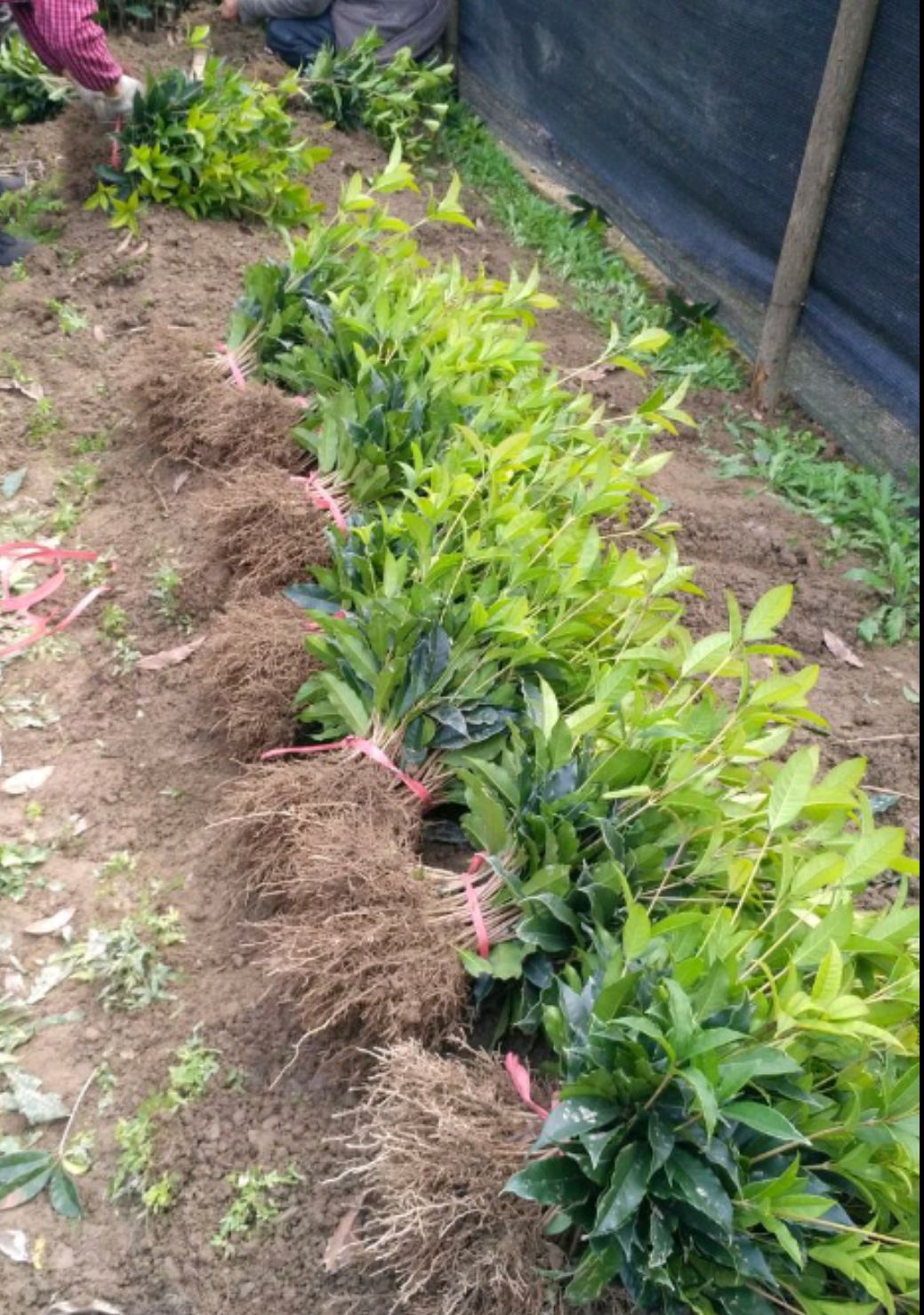桂花树苗  优质桂花苗    金桂、银桂、丹桂