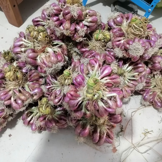 广州红葱头 