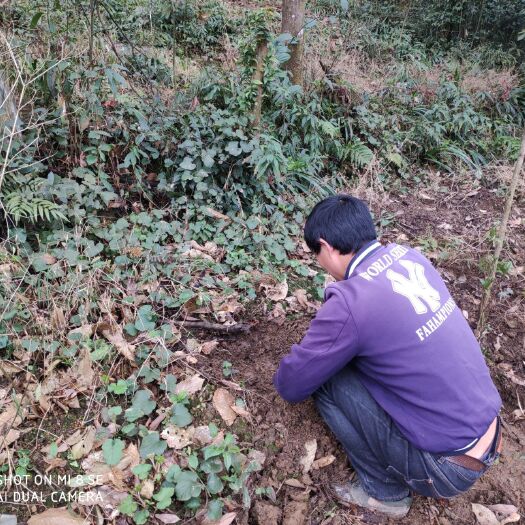 盐津县乌天麻  云南昭通新鲜天麻，自家在山里种植，现挖现卖，保证新鲜！