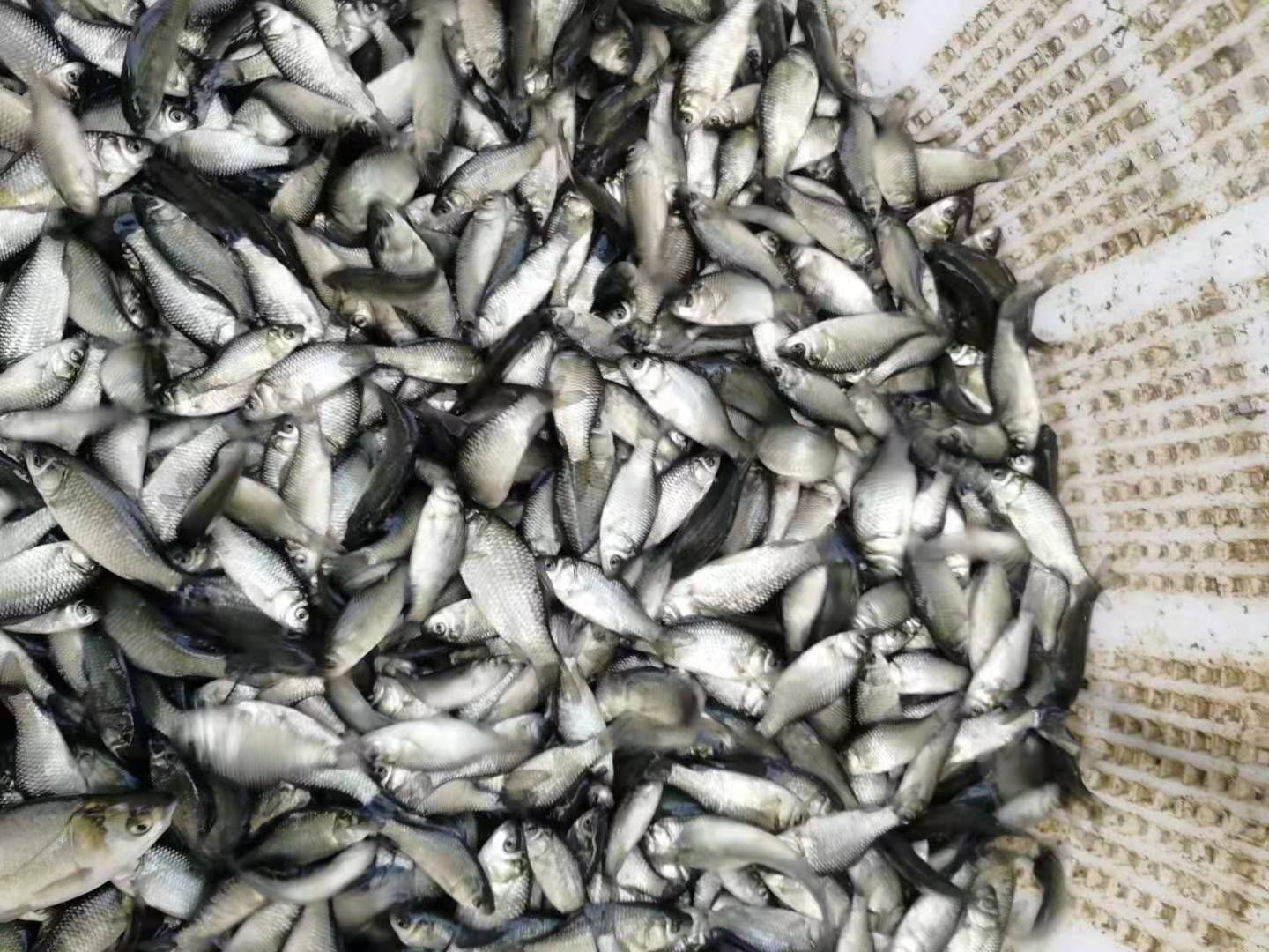 鲫鱼苗中科5号/圆头白鲫鱼湘云鲫鱼工程鲫鱼冷水鱼苗