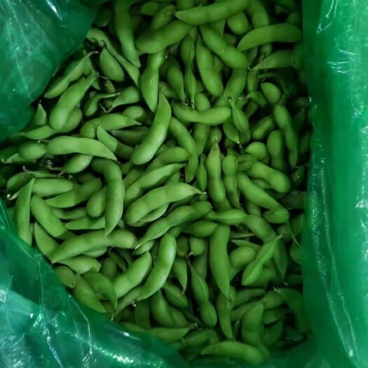 东莞市 优质毛豆，颗粒饱满