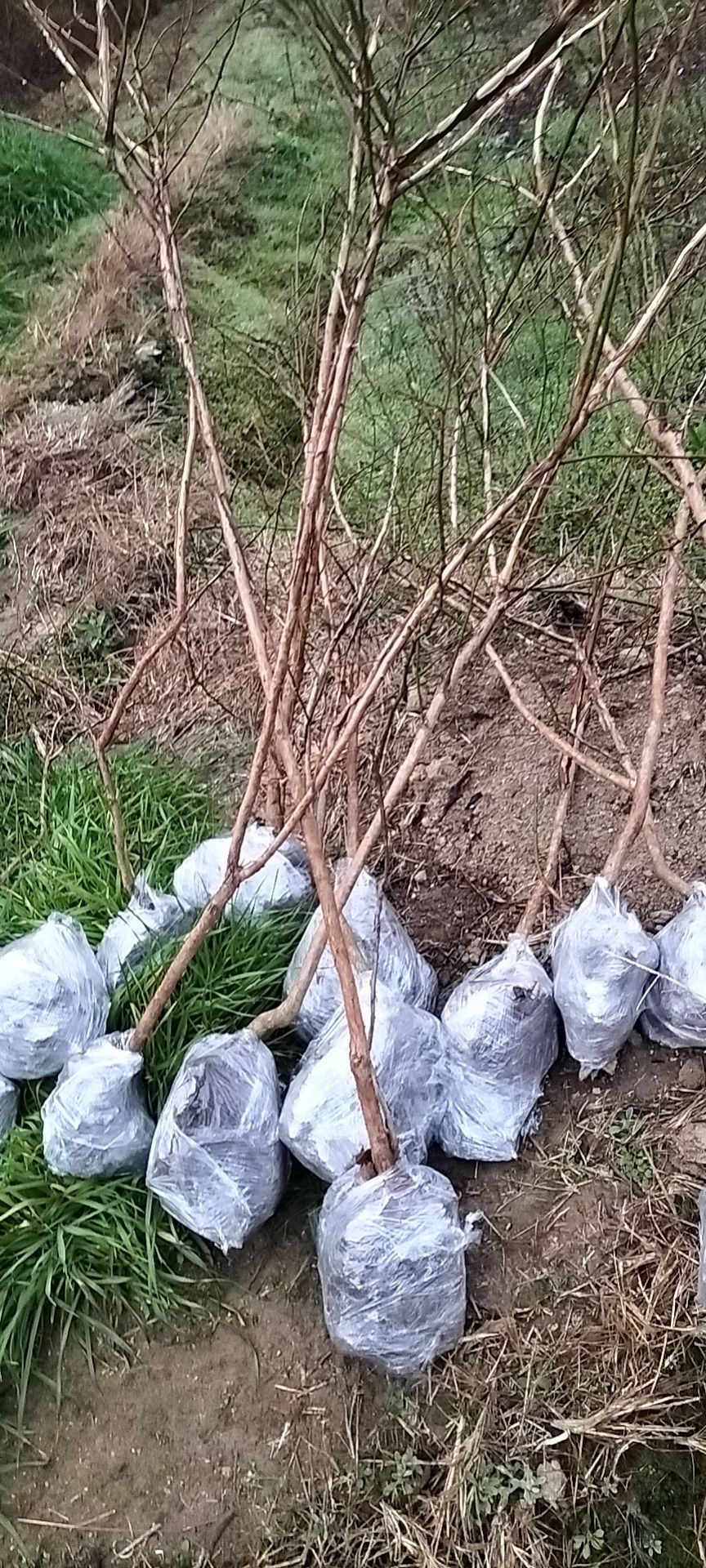 蓝丰蓝莓苗  兔眼系列蓝莓苗，苗大量多，品种多，须要的尽管砸