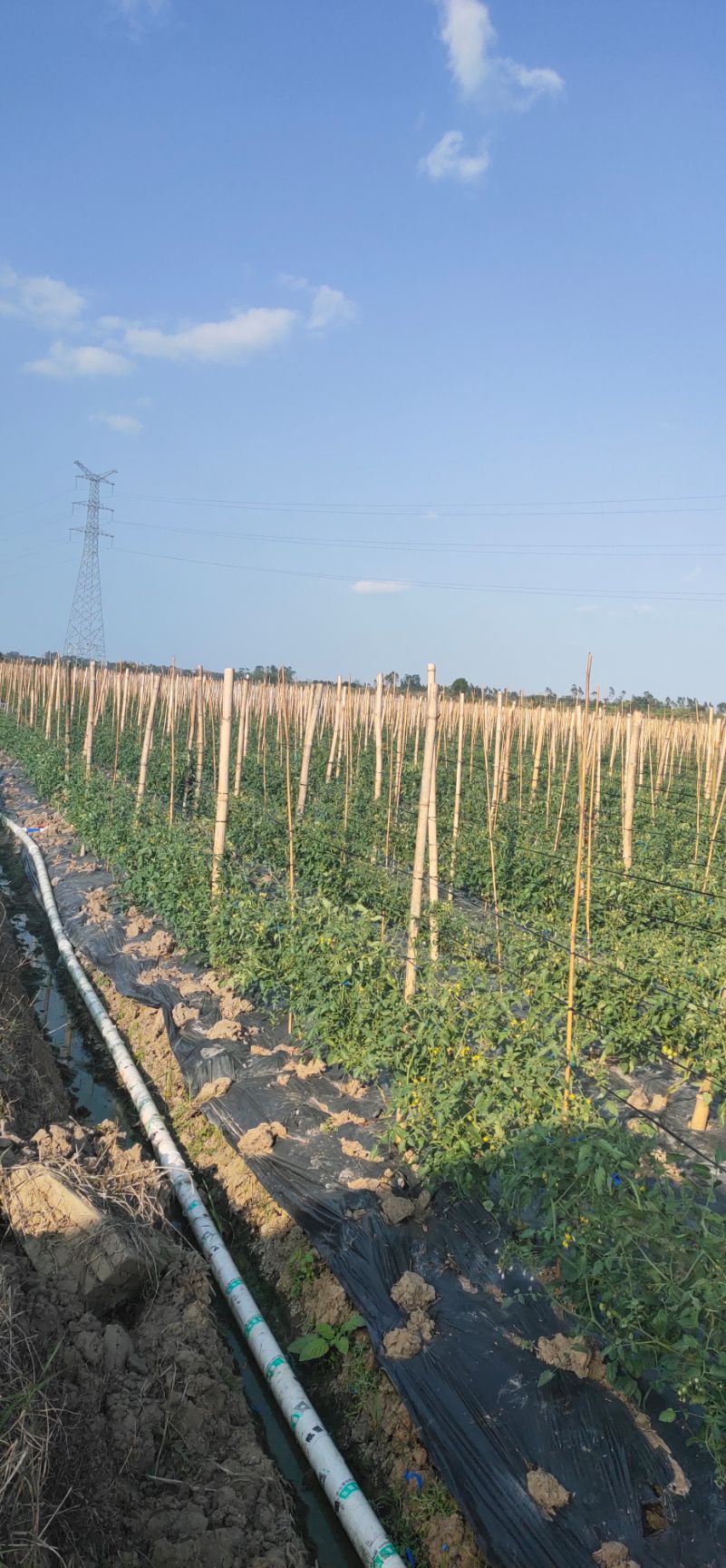 圆粉圣女果  基地种植的品种粉红圣女果！