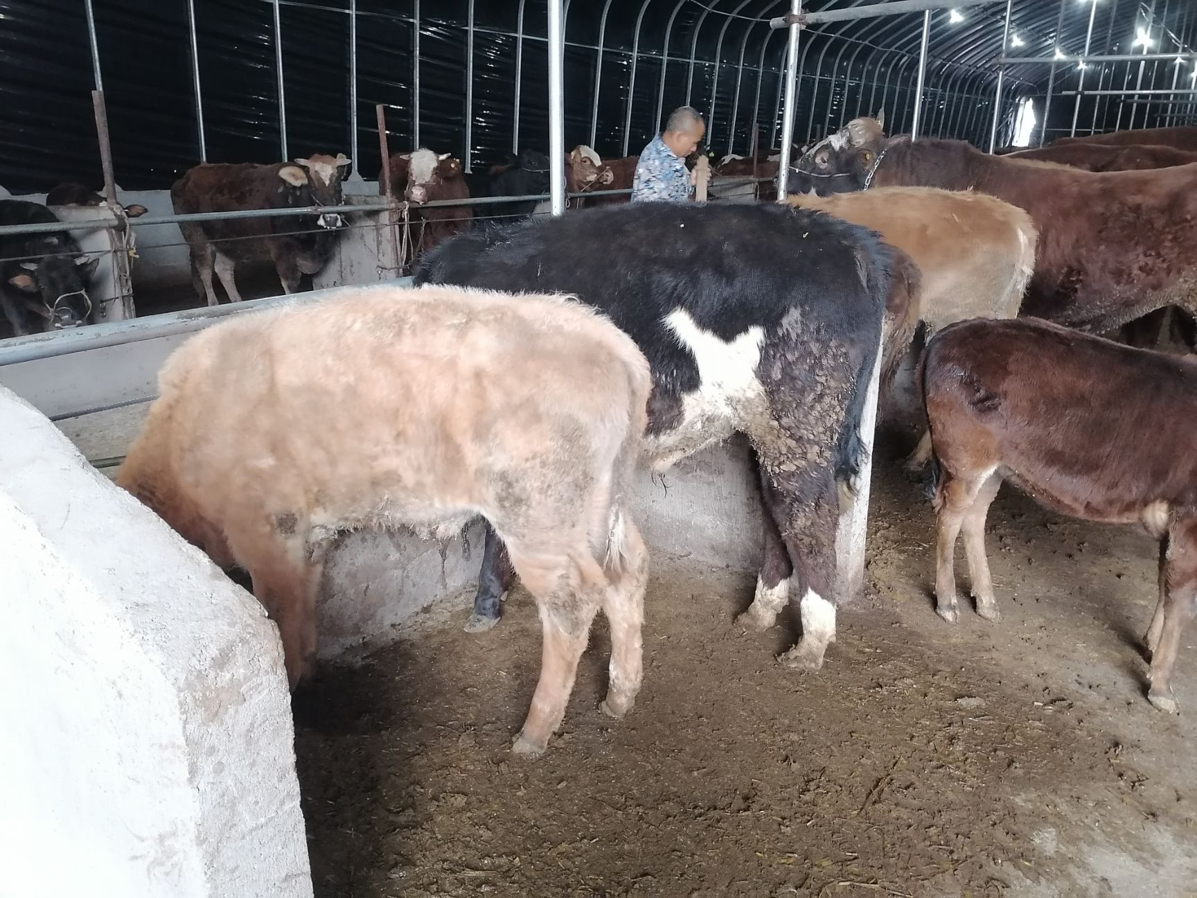 杂交牛  自繁自养，优质牛犊出售