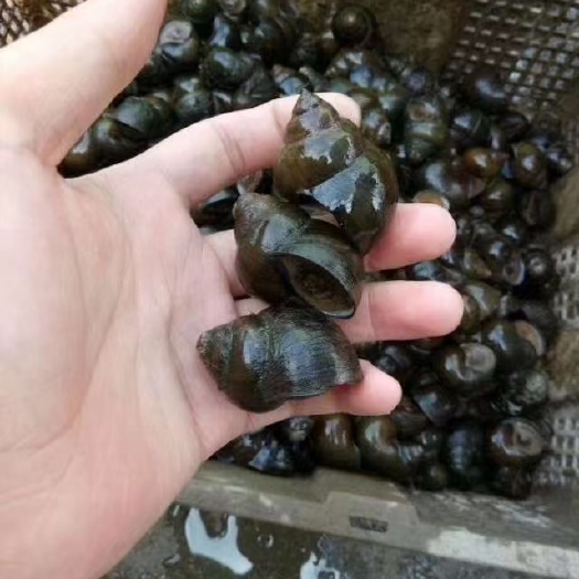 潜江市纯手工挑选优质田螺，各种规格大量有货。