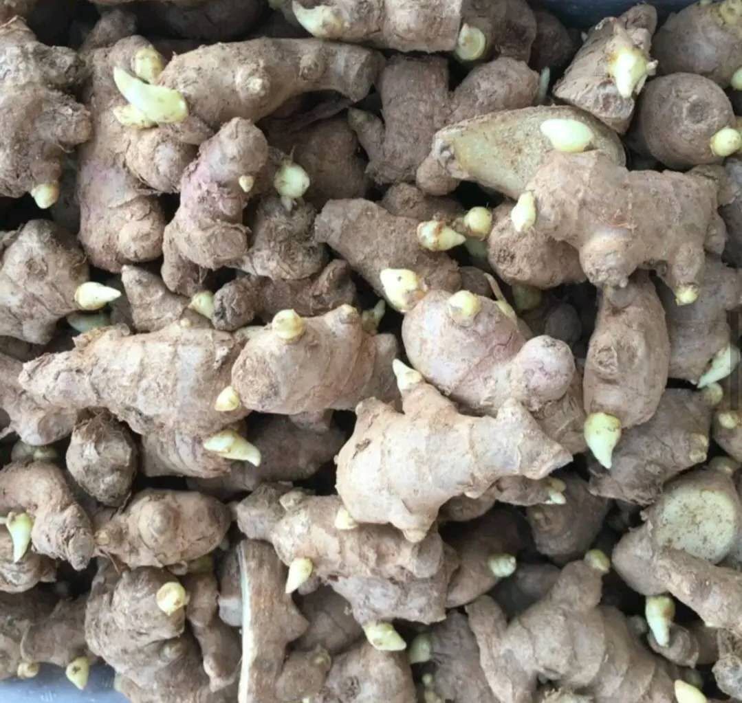 湖南精品大黄姜，二黄姜，小黄姜，产地一茬姜种大量供应