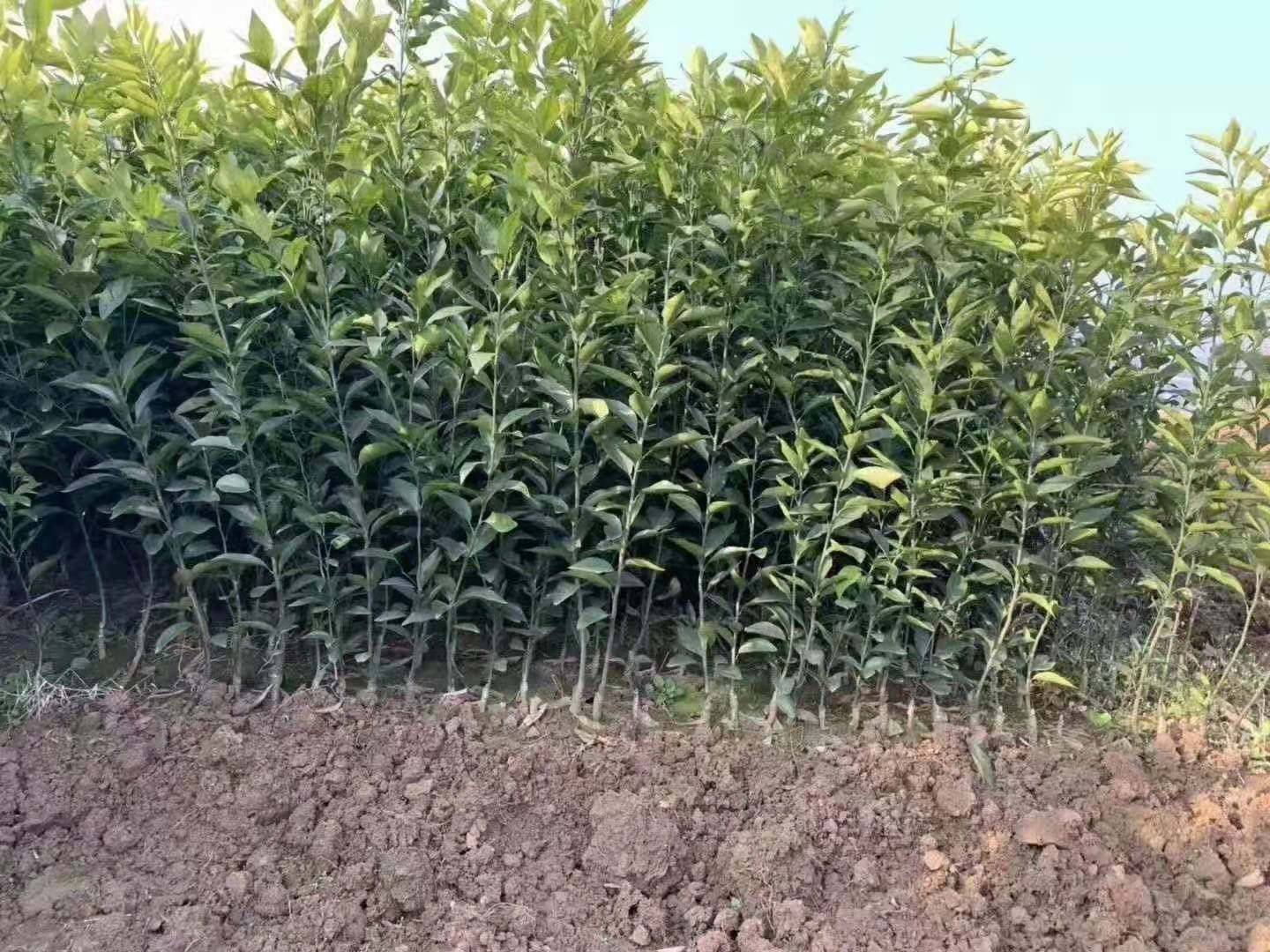 香水柠檬苗 