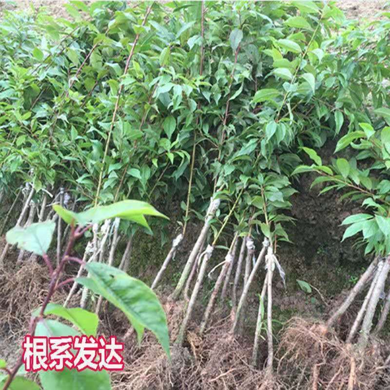  正宗银妃三华李子树苗 早熟迟熟三华李苗 嫁接三月李苗当年结果