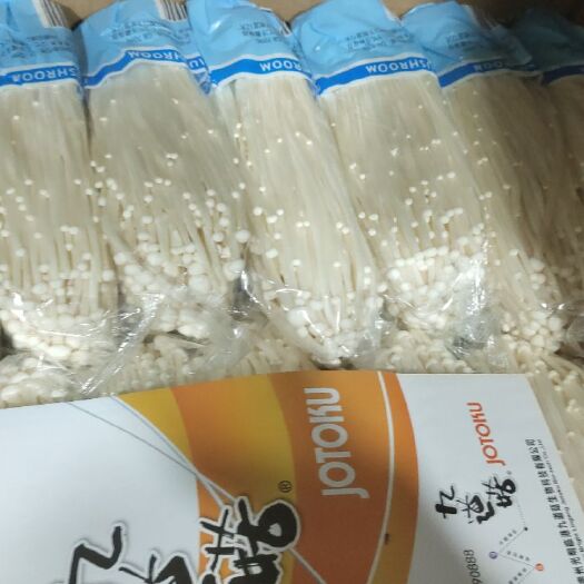 修文县白金针菇 鲜金针菇 未开伞 