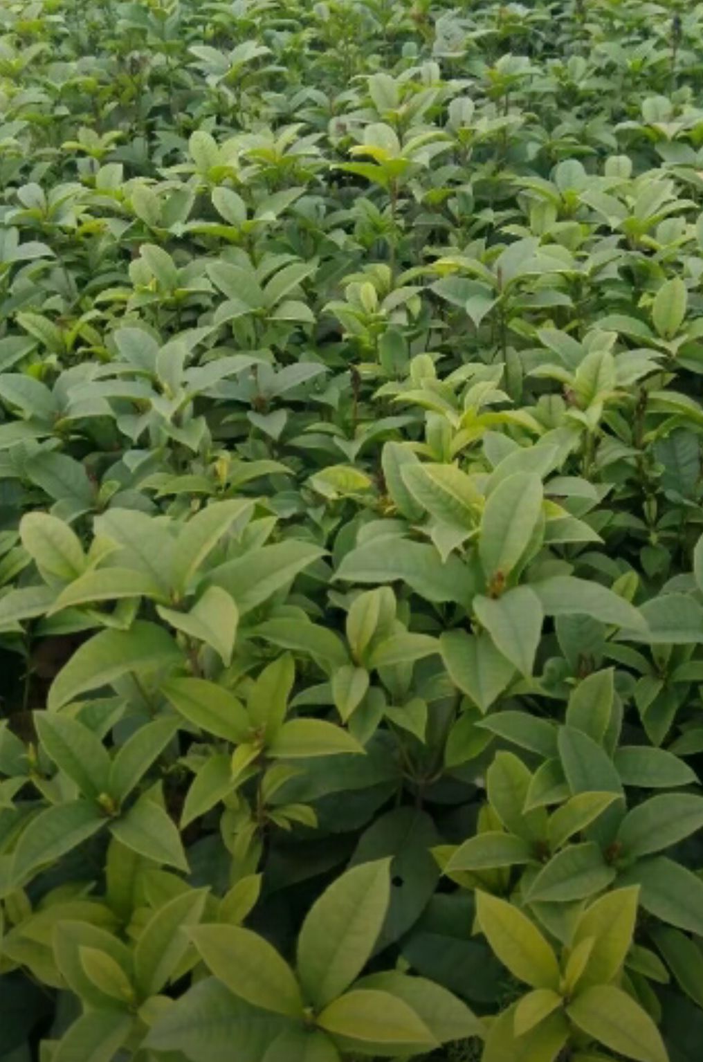 桂花树苗  优质桂花苗    金桂、银桂、丹桂