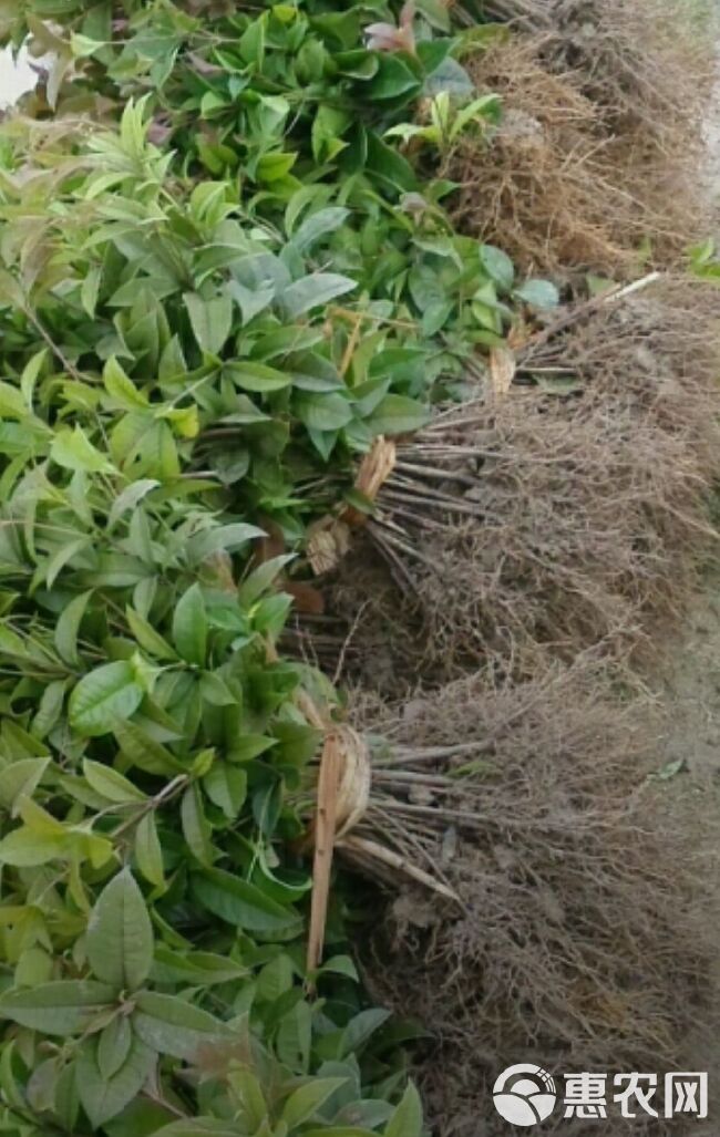 桂花树苗  优质桂花苗    金桂、银桂、丹桂