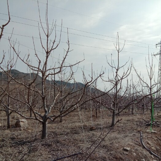 临朐县美早苗 嫁接苗 裸根苗 