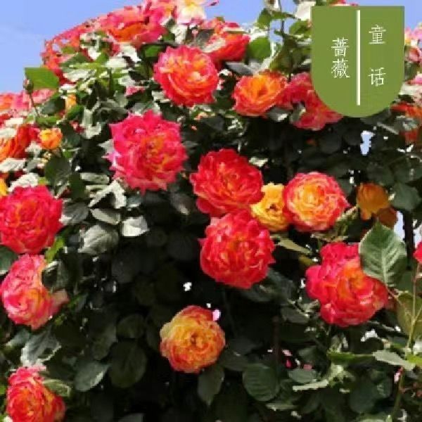 欧月  四季开花蔷薇花苗花卉盆栽观花绿植物室内花爬藤藤本月季