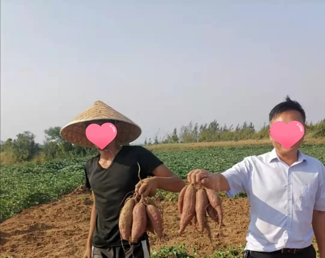 紫薯种紫薯苗，紫沙蜜，紫水晶，紫罗兰高产好吃