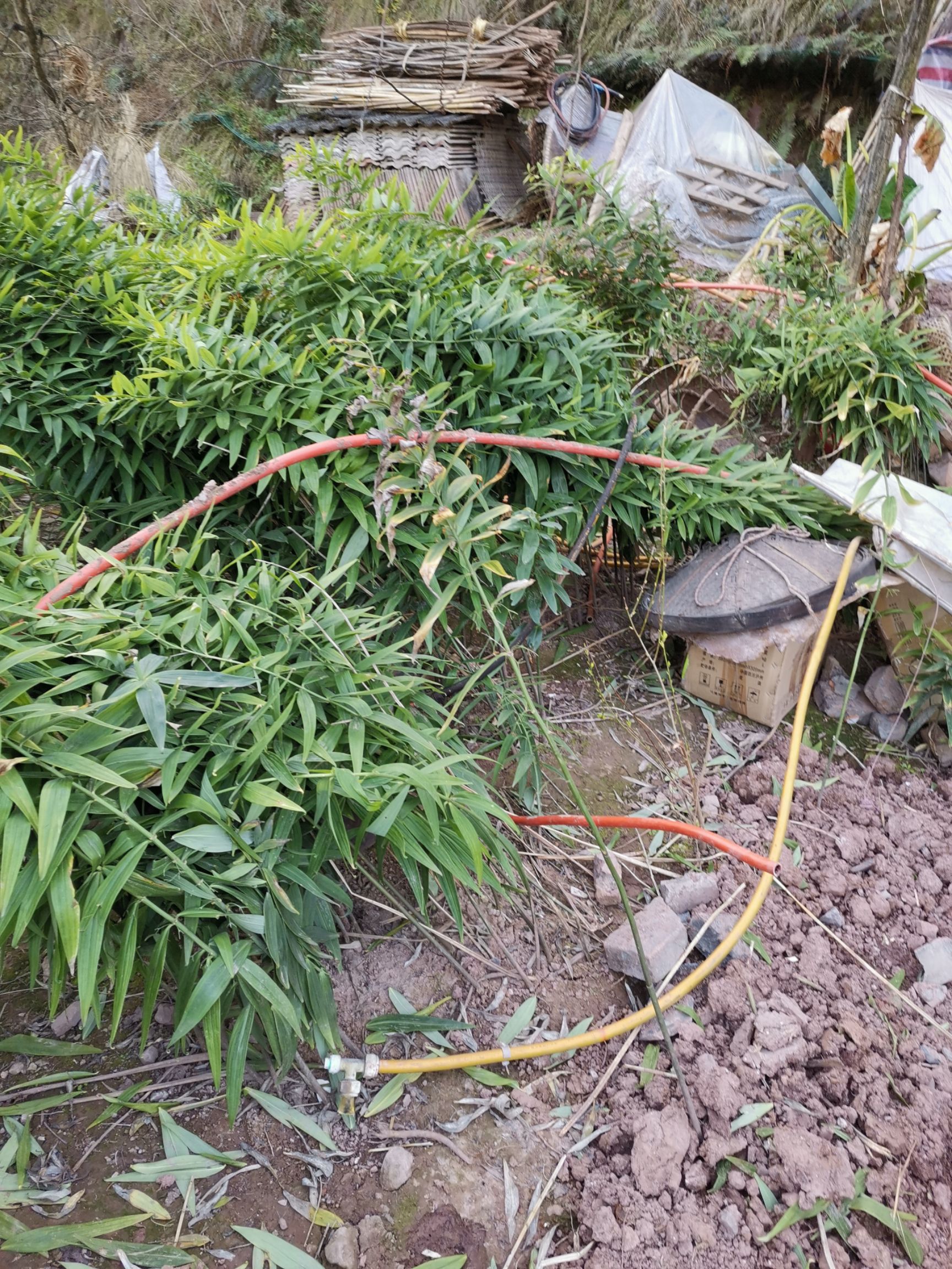 黄精种苗2年种苗，芽头