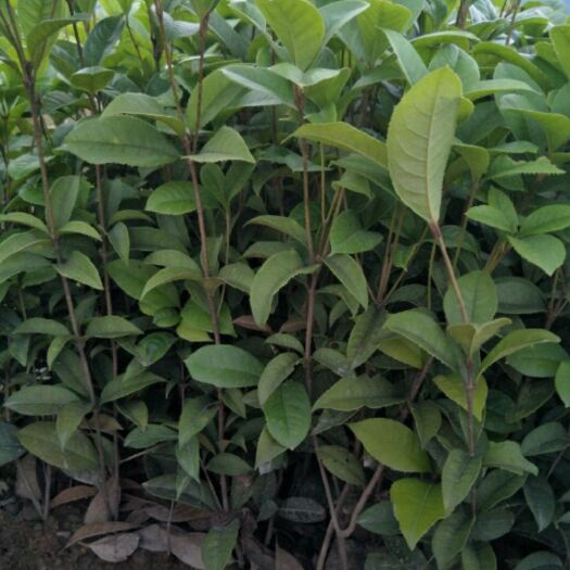 如皋市桂花树苗  优质桂花苗    金桂、银桂、丹桂