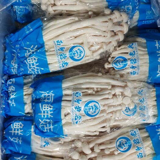 修文县海鲜菇 每天都是现货