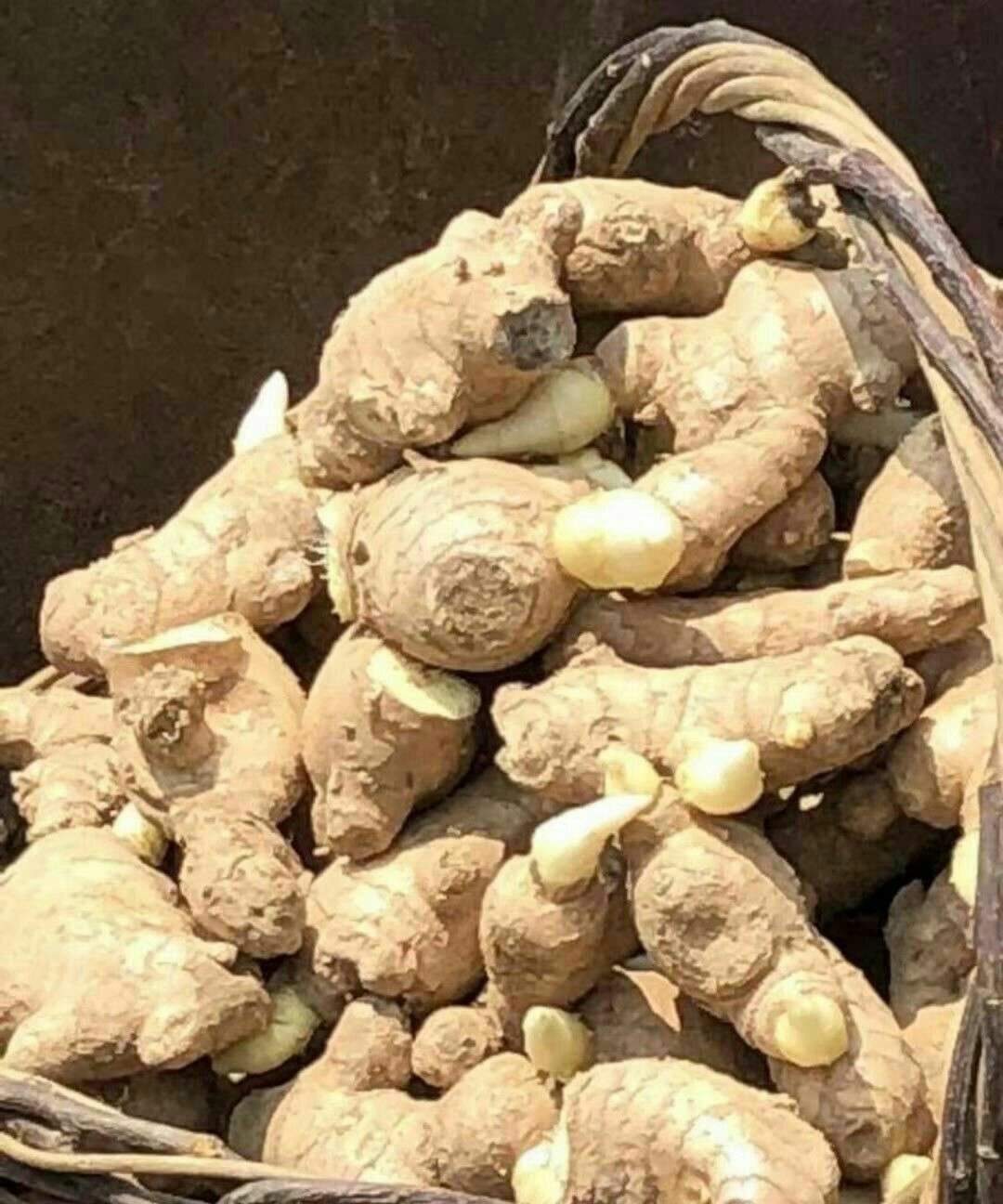 浙江大黄姜【368脱毒姜种】小黄姜 产地直供 专业技术指导