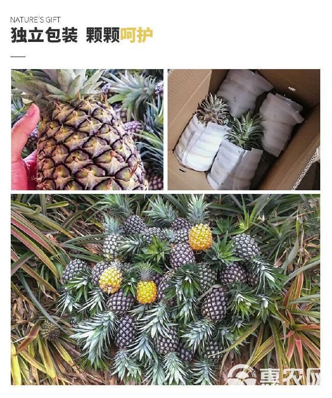 海南金钻凤梨当季水果手撕凤梨新鲜无眼海南菠萝香甜多汁整箱包邮