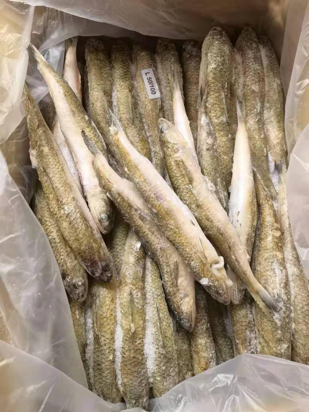 龙头鱼 九母鱼 狗母鱼 大量批发 福州发货 质量保证