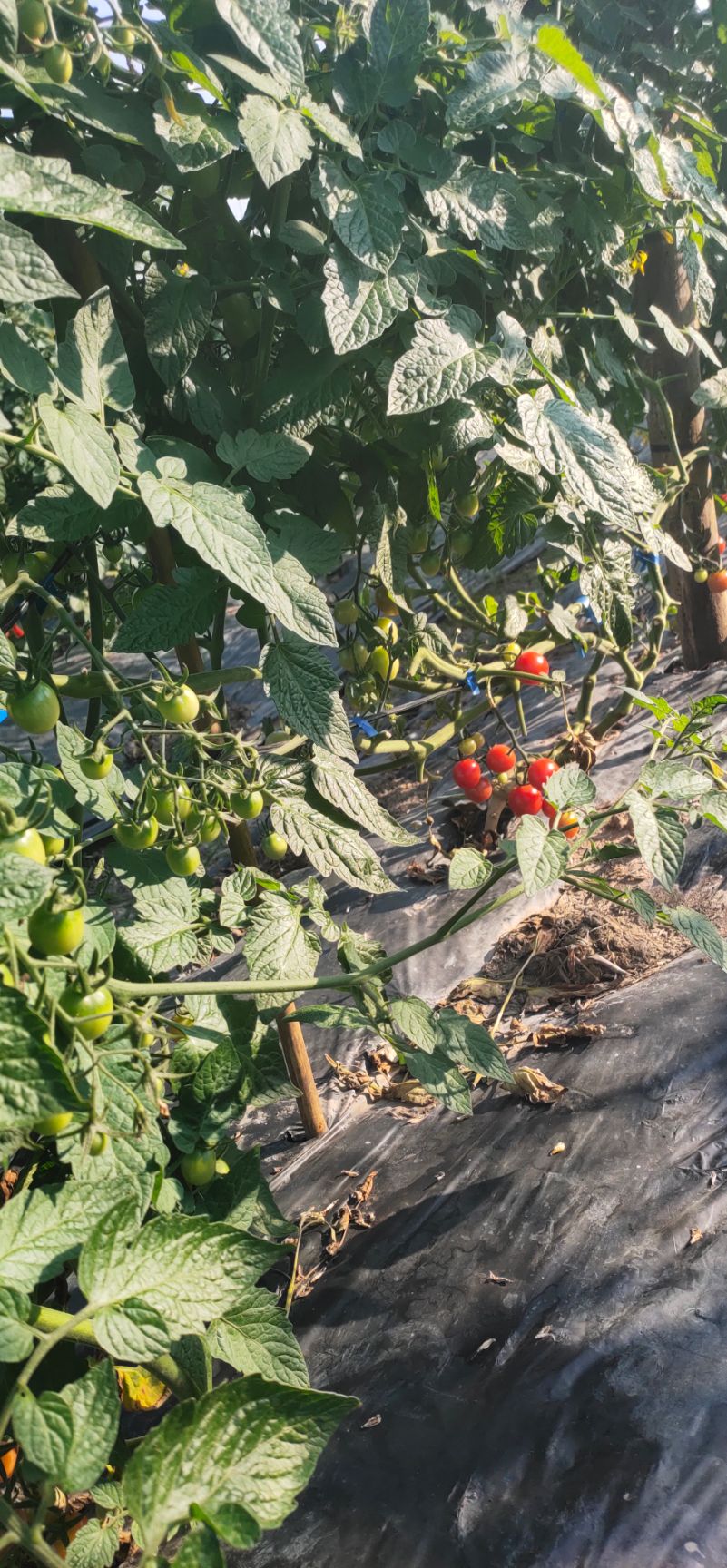 圆粉圣女果  基地种植的品种粉红圣女果！