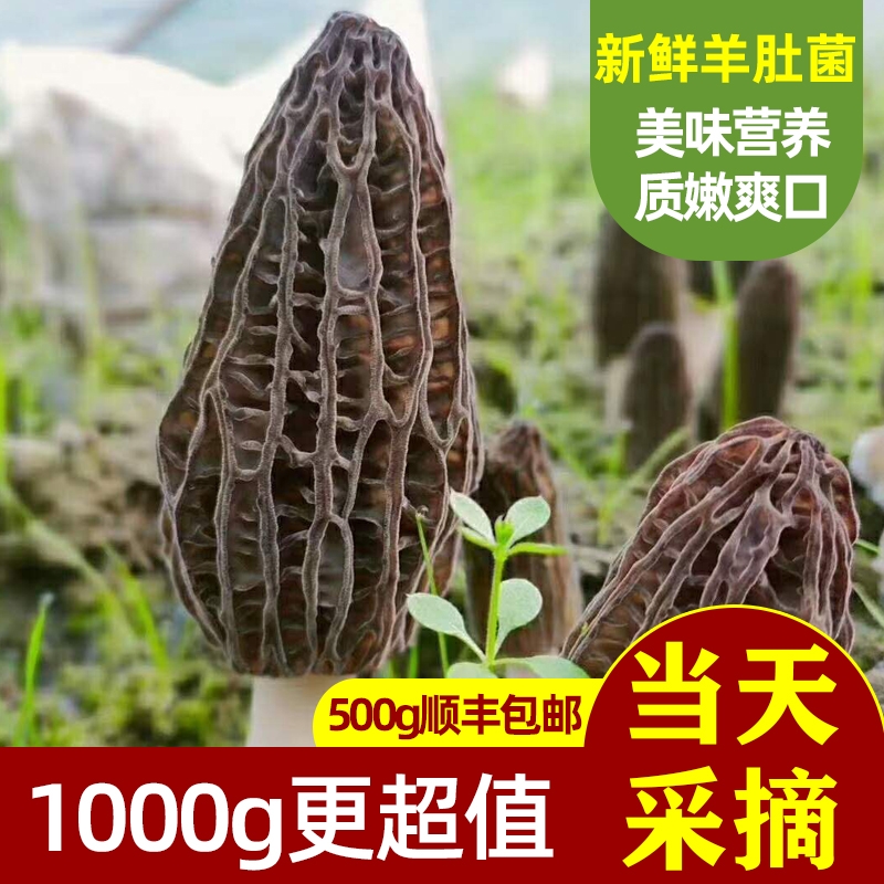 21年新鲜羊肚菌