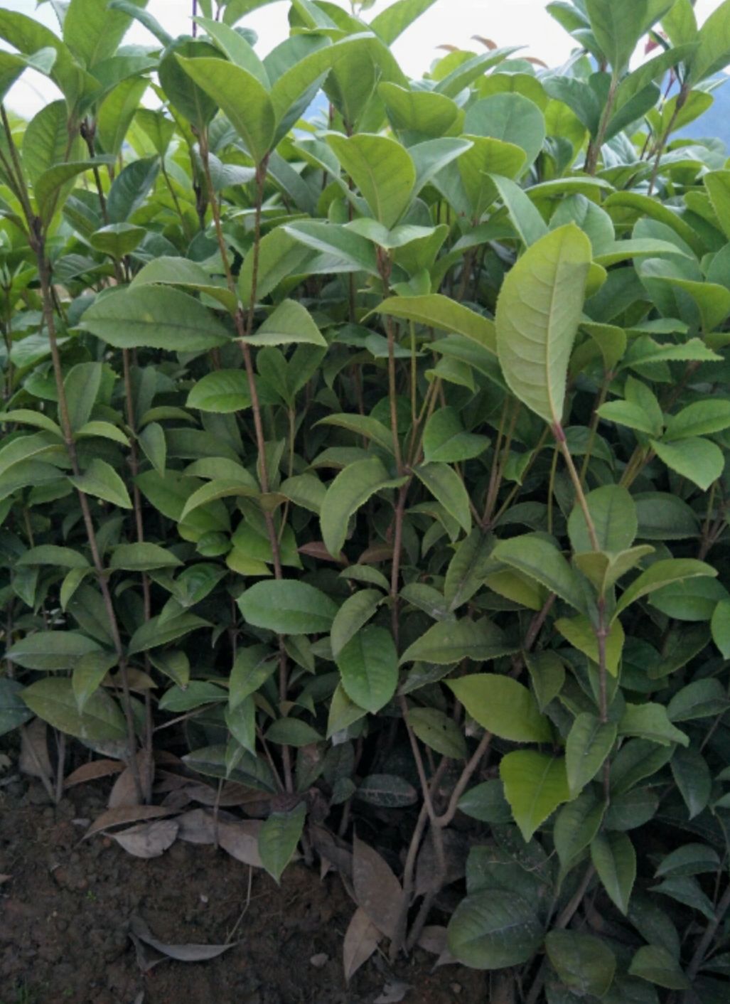 桂花树苗  优质桂花苗    金桂、银桂、丹桂