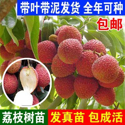 灵山县桂味荔枝苗，无核荔枝苗，妃子笑荔枝苗