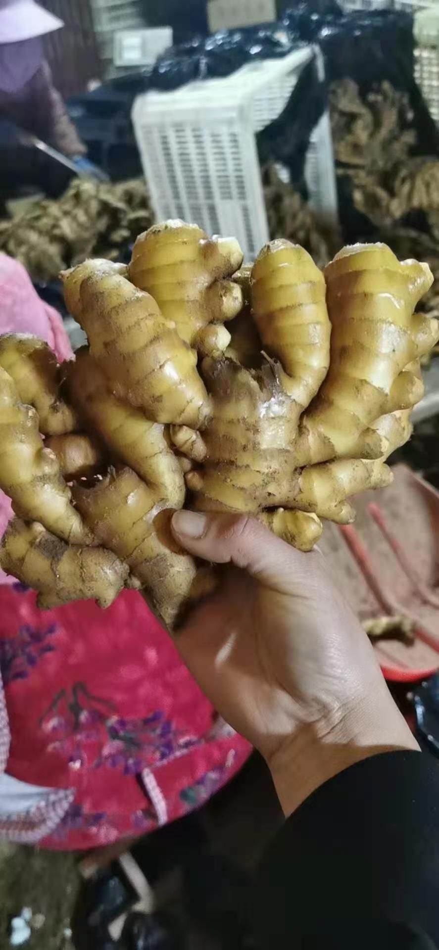 山东生姜产地 大黄姜 小黄姜 质量保证 货源充足