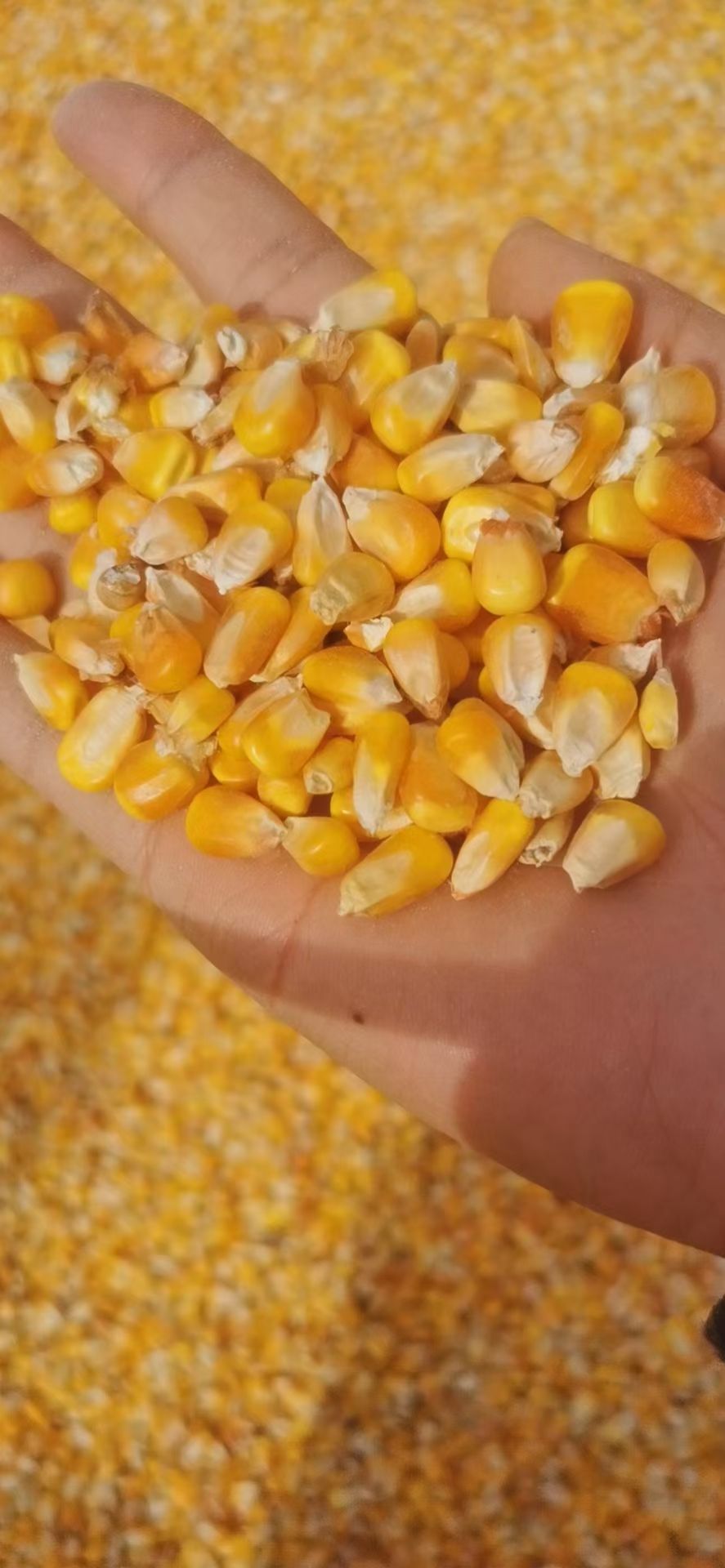  干玉米，国家储存粮