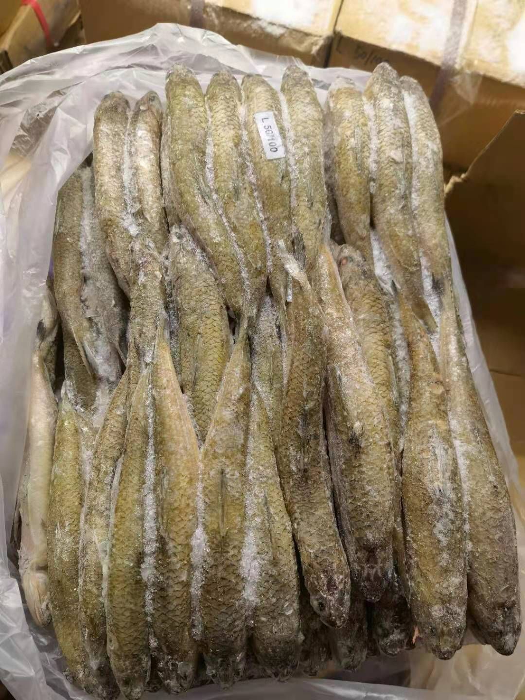 龙头鱼 九母鱼 狗母鱼 大量批发 福州发货 质量保证