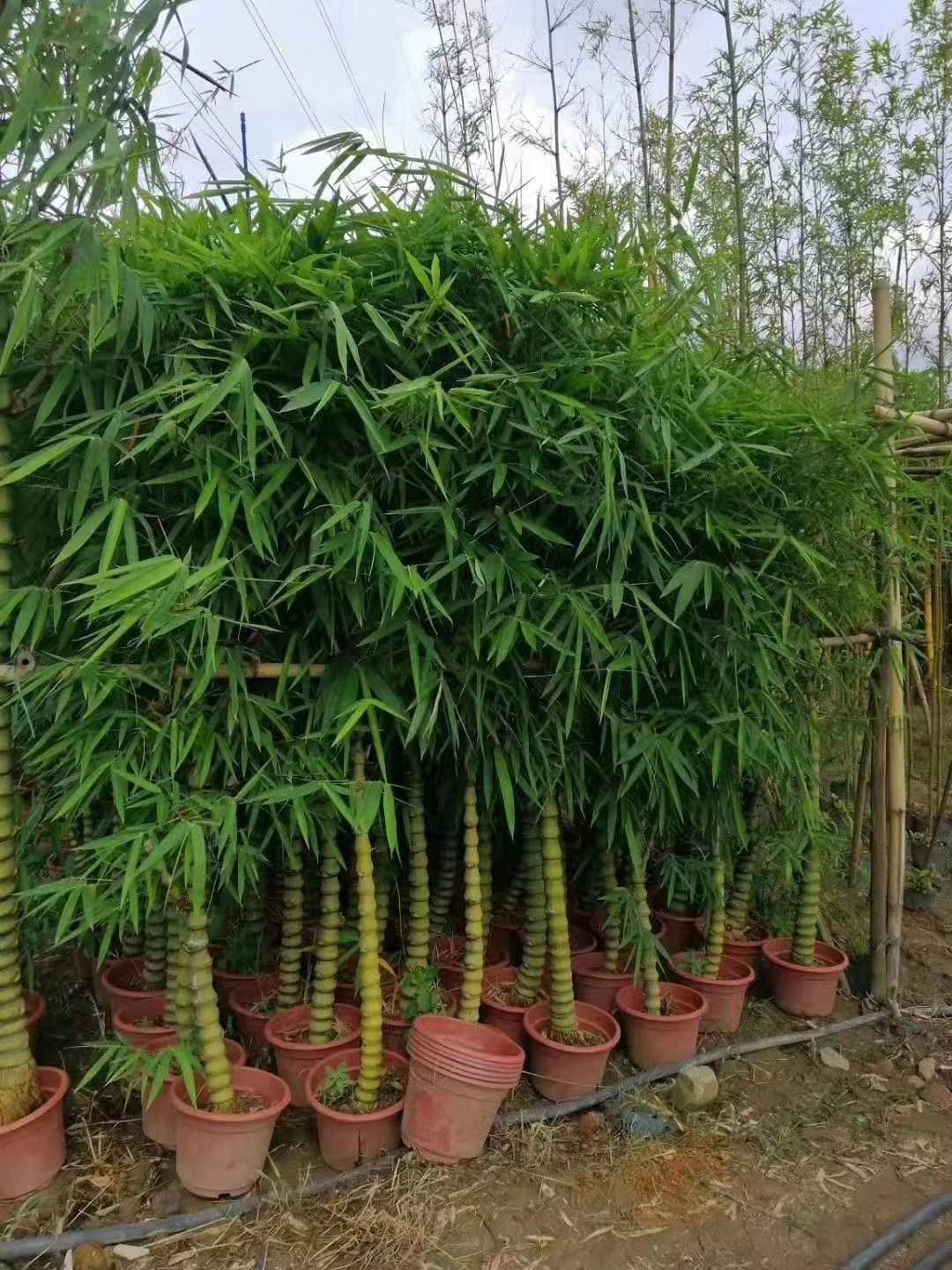 青皮竹 基地直销竹苗，紫竹，青竹，淡竹，早园竹，金镶玉，黄金竹，黄槽