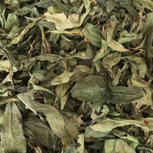 玉林长期供应｛龙利叶｝可批量可零售量大从优【包邮】