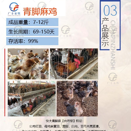南宁 快大型青脚麻鸡苗，品种优良，疫苗齐全，厂家直供！