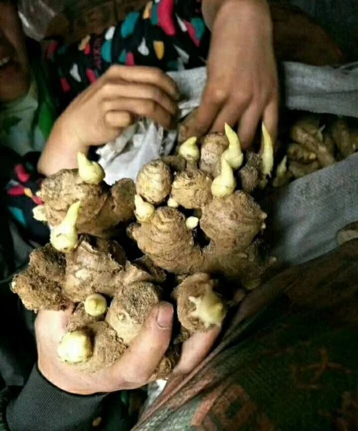 精品大黄姜，二黄姜，小黄姜，产地一茬高产姜种大量供应