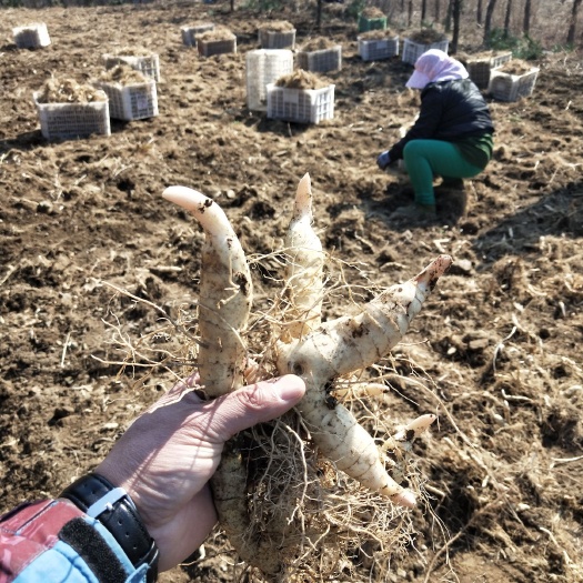 桓仁县甜黄精 鸡头黄精，九蒸九制，