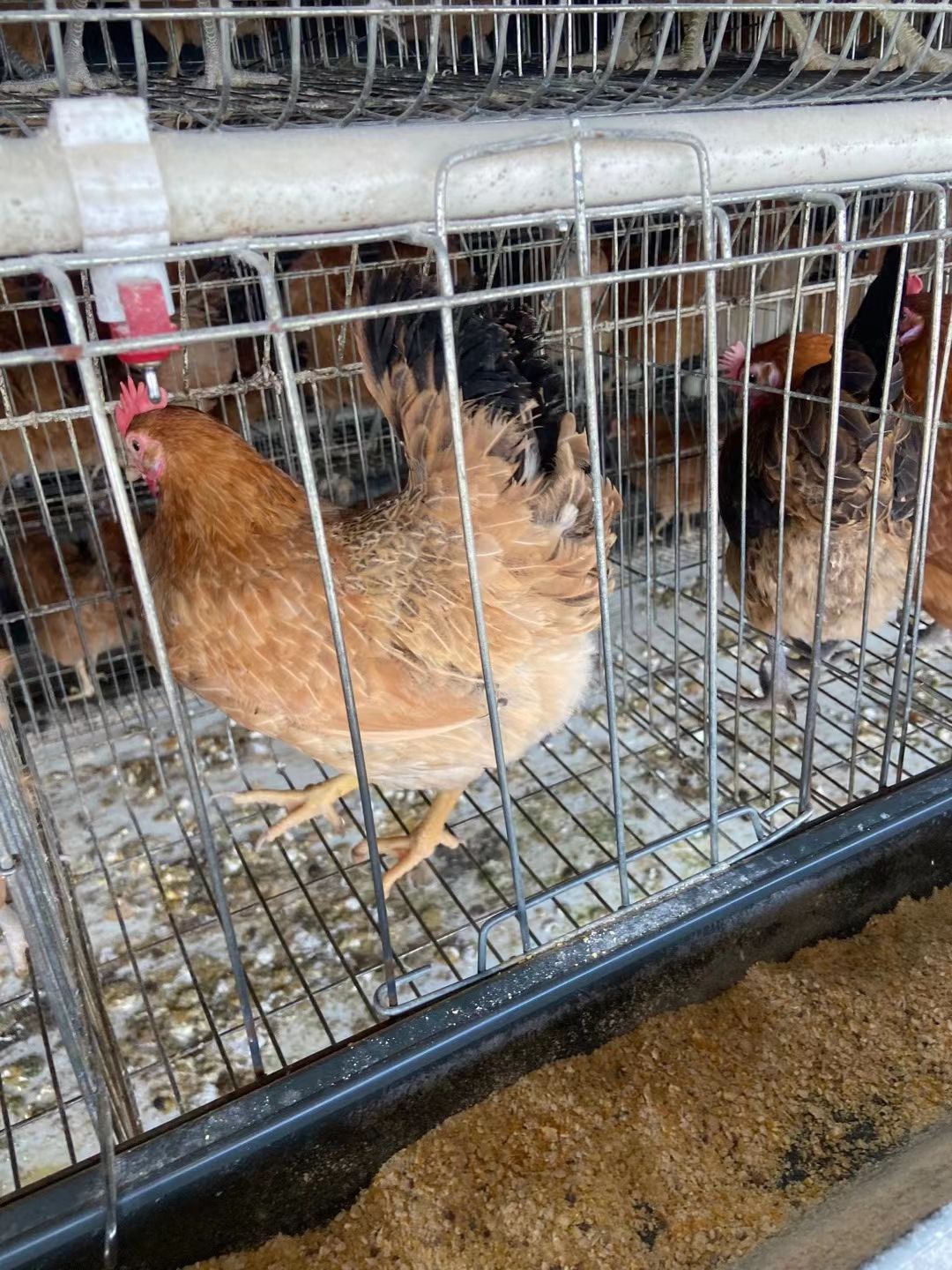  江汉土鸡 全毛江汉土鸡九成毛衣江汉土鸡